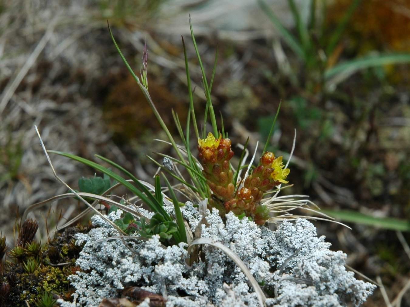 Sedum alpestre / Borracina alpestre